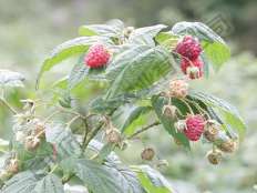 秋萍紅樹莓