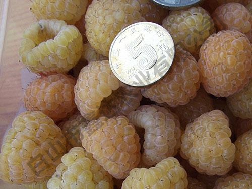 雙季金秋黃樹莓