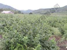 樹莓基地