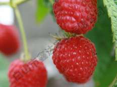 樹莓新品種丁康