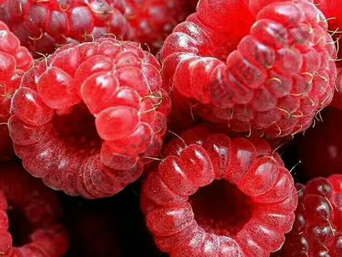 樹莓鮮果