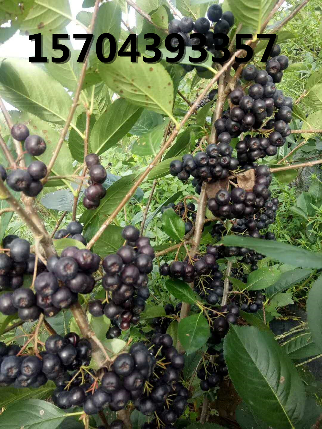 黑果花楸豐產結果