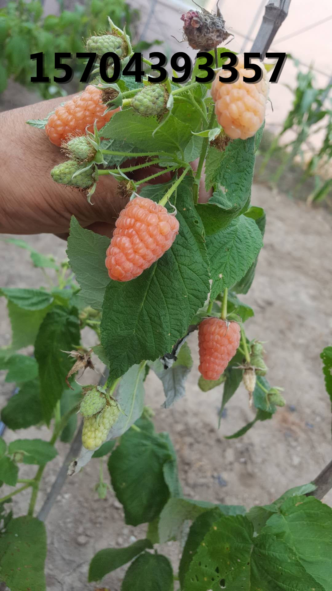樹莓苗新品種橙色奇跡