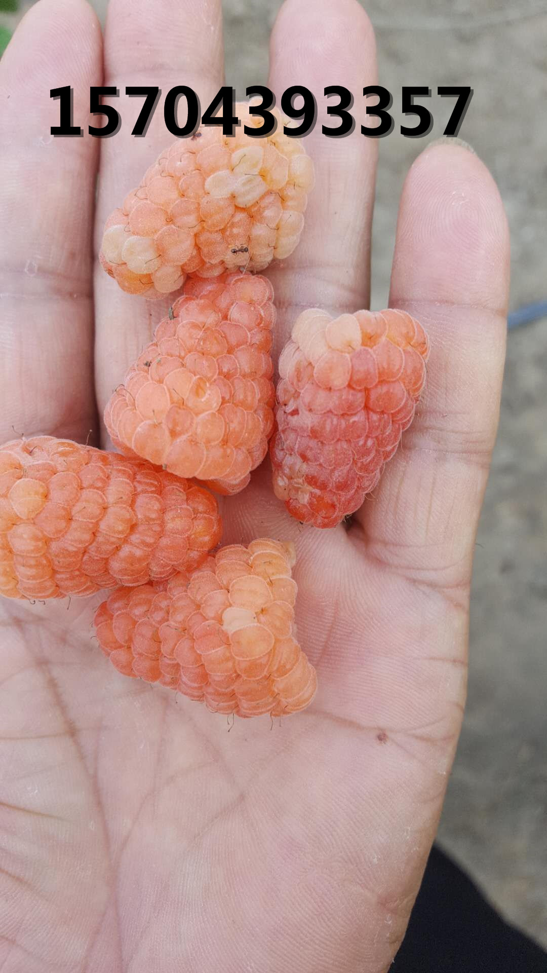 樹莓新品種橙色奇跡