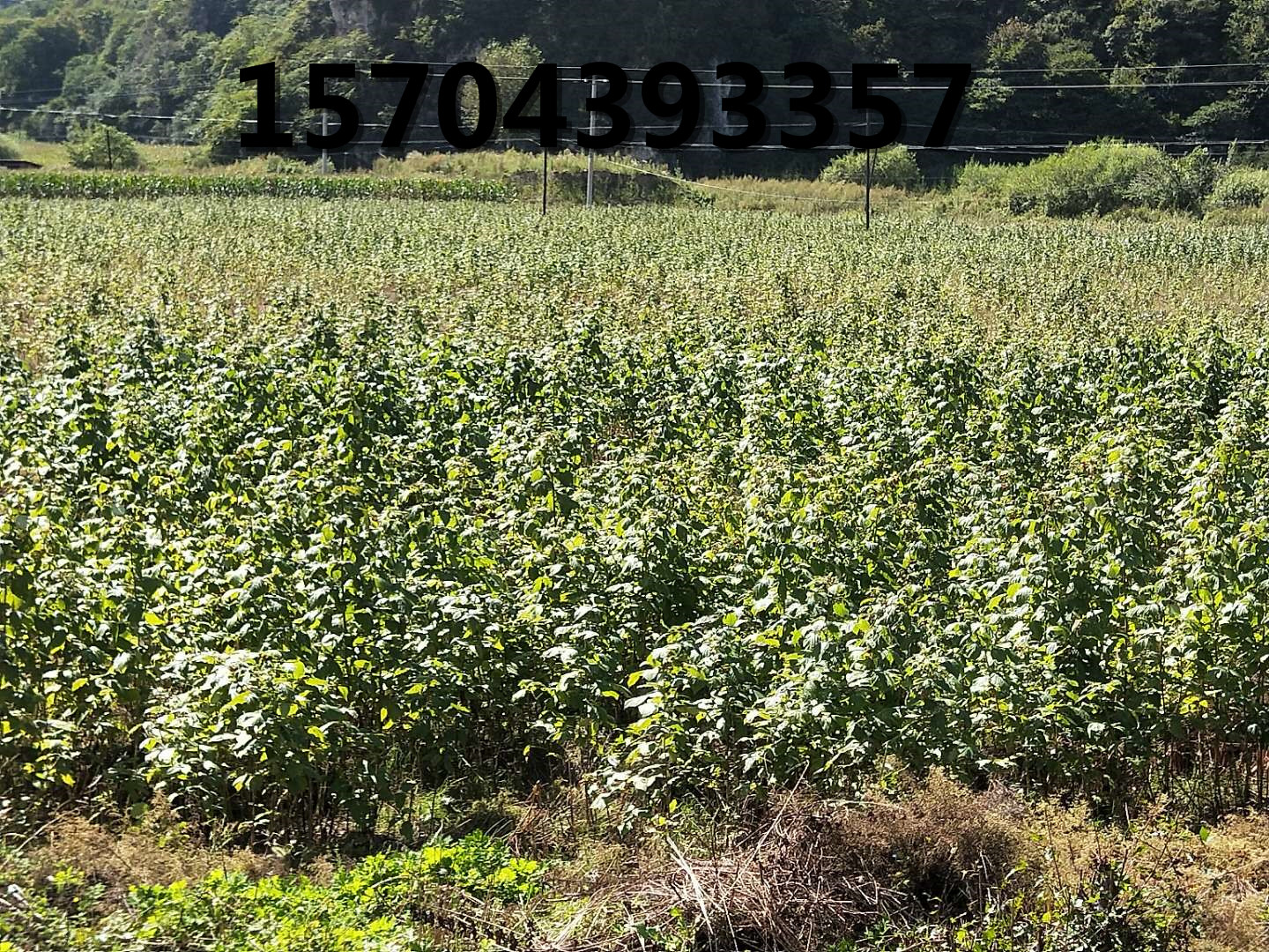 雙季樹莓苗種植基地