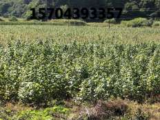 雙季樹莓苗種植基地