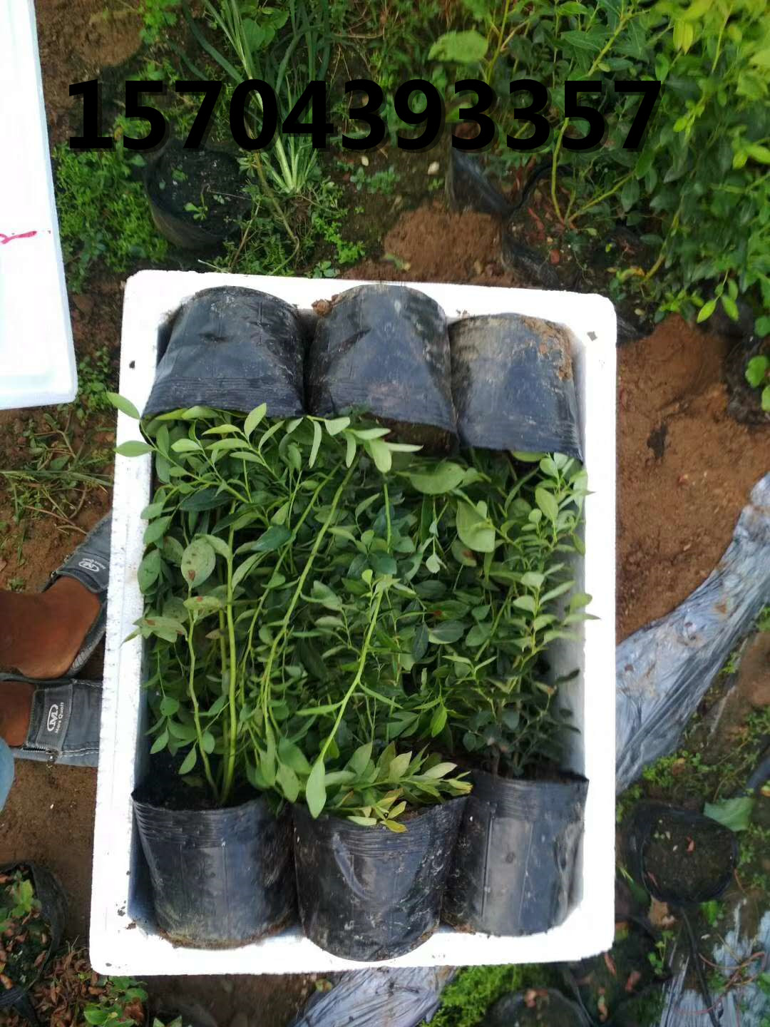 藍莓苗發貨
